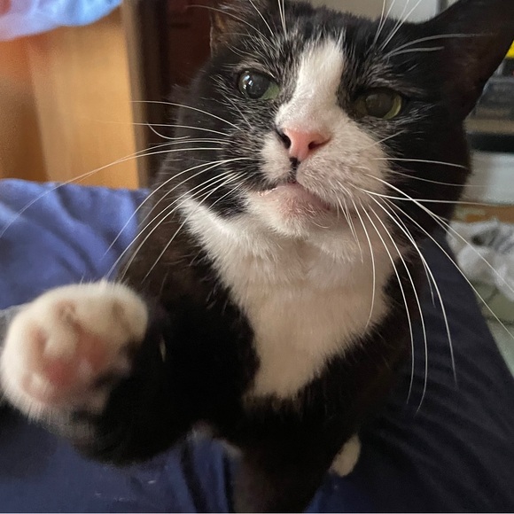 Mimi wants all the pretty things. - Picture 1 of 3